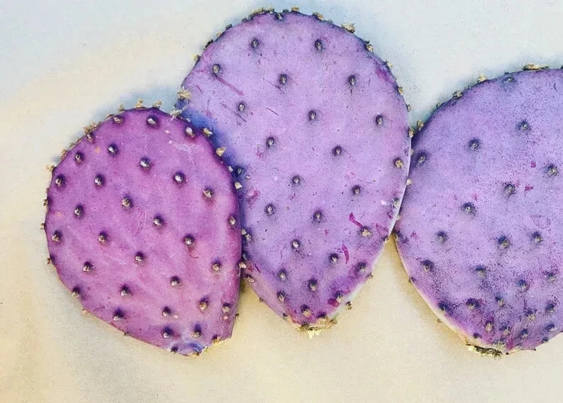 Opuntia Durazilla Purple Prickly Pear Cactus Pad - Unrooted Cutting for Desert Gardens