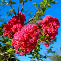 Crape Myrtle Cuttings - 8 Unrooted 6-10" Deep Pink Heirloom Variety for Propagation
