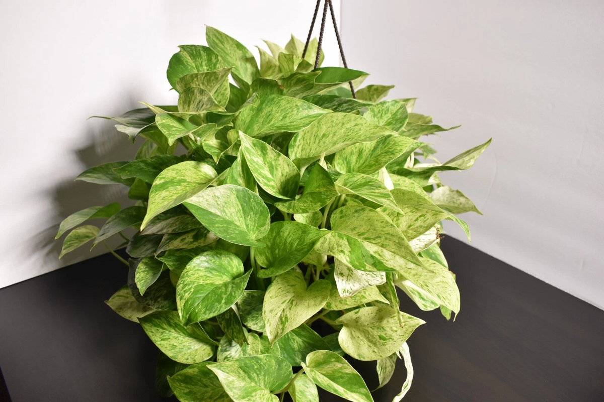 Marble Queen Pothos - Fully Rooted 3-Node Cutting in Soil, Epipremnum aureum Starter Plant