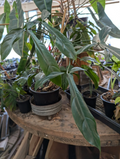 Philodendron 69686 Cutting - Large 10" Leaf Aroid, Rare Monstera Relative