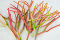 Fire Sticks Cuttings - 15 Euphorbia tirucalli Unrooted Cuttings for Propagation