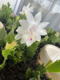 5 Unrooted White Christmas Cactus Cuttings (Schlumbergera) 4-5" – Fresh Stems for Rooting