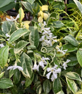 Variegated Confederate Jasmine - Trachelospermum jasminoides Rooted Starter Plant