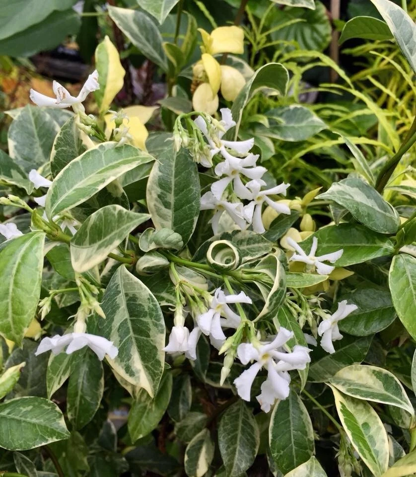 Variegated Confederate Jasmine - Trachelospermum jasminoides Rooted Starter Plant
