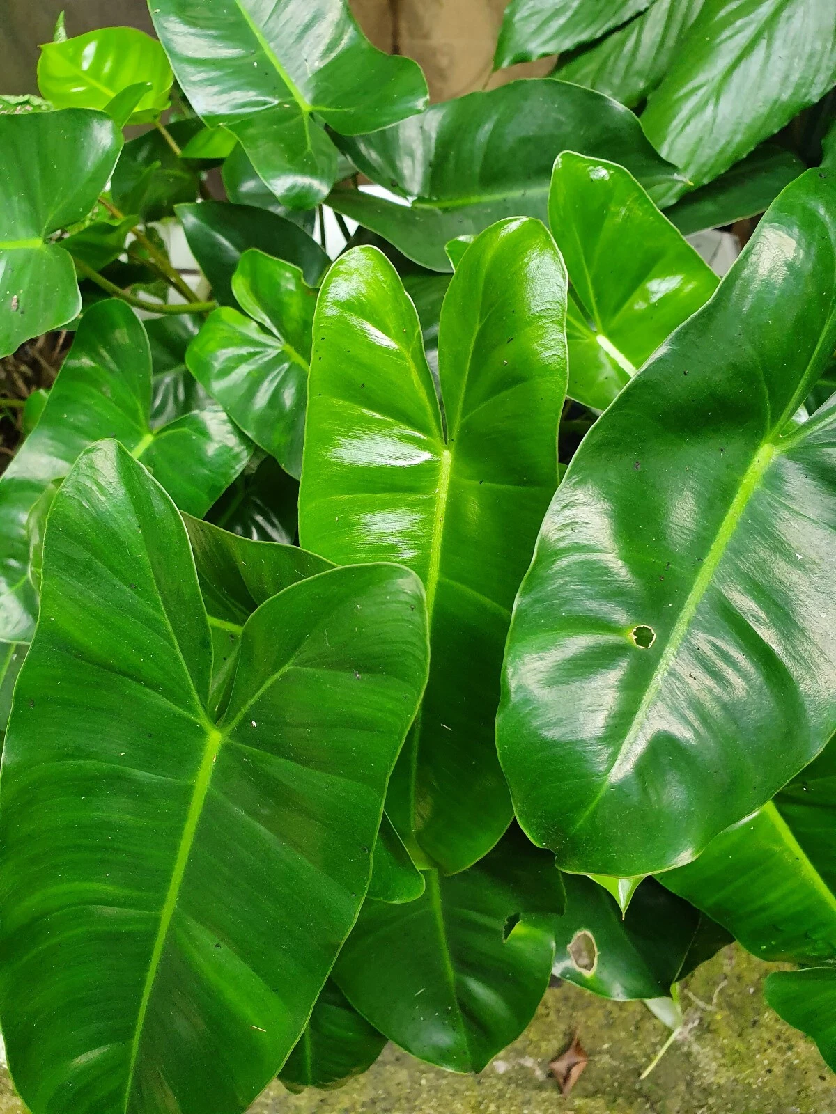 Philodendron Burle Marx Cutting – 5–7 Inch Unrooted Stem Cutting