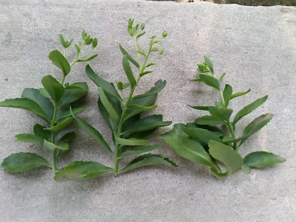 Sedum Autumn Joy Cuttings – 3 Unrooted Fresh Cuttings for Easy Propagation