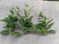 Sedum Autumn Joy Cuttings – 3 Unrooted Fresh Cuttings for Easy Propagation