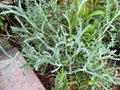 White Santolina Cuttings - 4 Pack | Silver Foliage, Drought-Tolerant