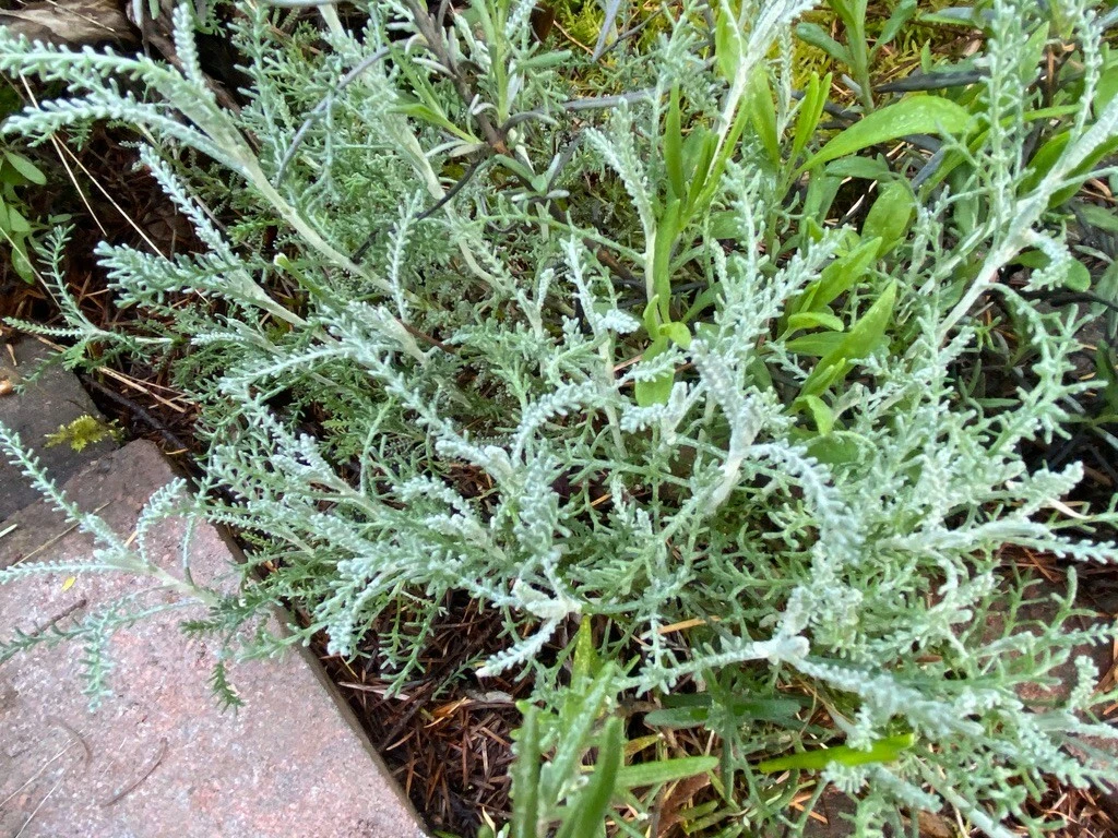White Santolina Cuttings - 4 Pack | Silver Foliage, Drought-Tolerant