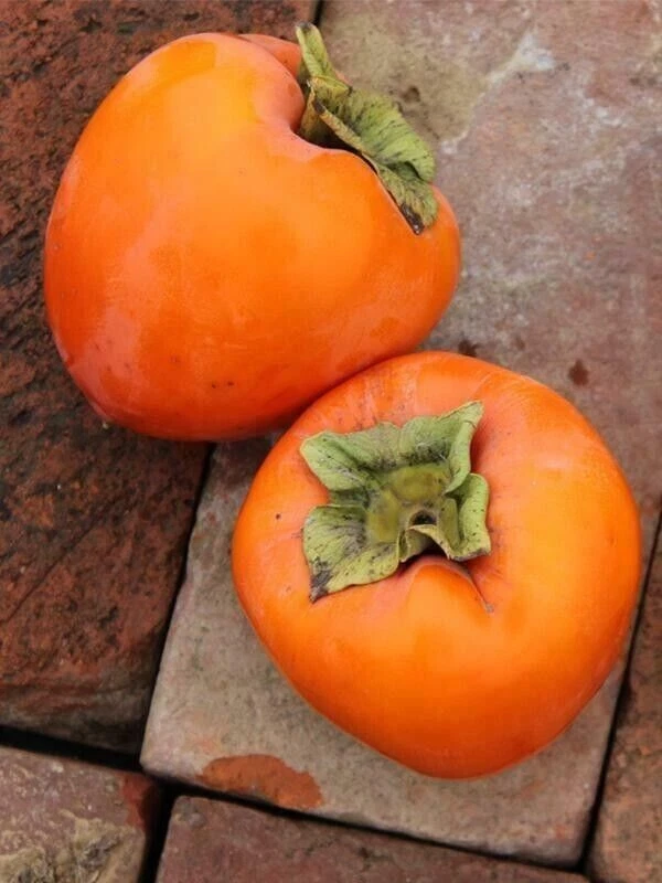 Hachiya Persimmon Cuttings - 10 Unrooted 6-8" Stems for Rooting or Grafting (Diospyros kaki)