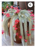 Monkey Tail Cactus Cutting – 8" Cleistocactus colademononis End Cutting, Trailing Soft-Haired Cactus