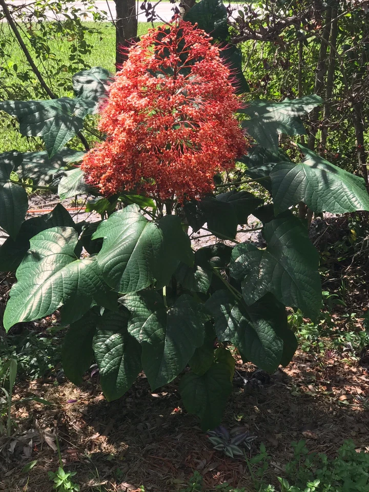 Clerodendrum paniculatum Cuttings – 6 Live Orange Pagoda Flower Cuttings