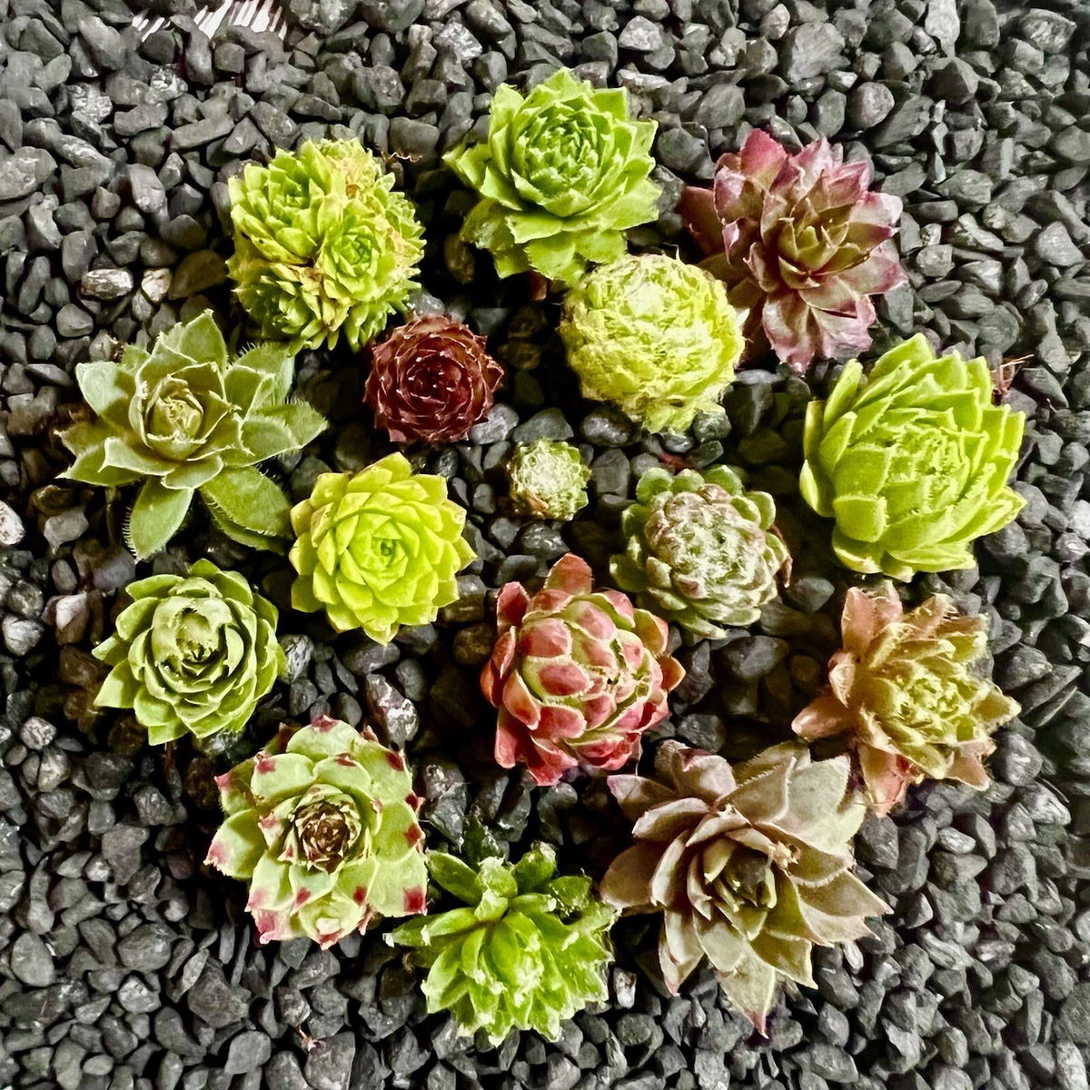 10 Baby Sempervivum Hens & Chicks Set – 10 Varieties ±1" Size