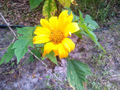 Mexican Tree Sunflower Cuttings (Tithonia diversifolia) – 5 Unrooted Cuttings for Fast-Growing Pollinator Shrub