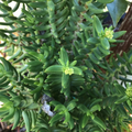 Crassula tetragona Mini Pine Tree Succulent Cuttings – Set of 4 Unrooted Cuttings