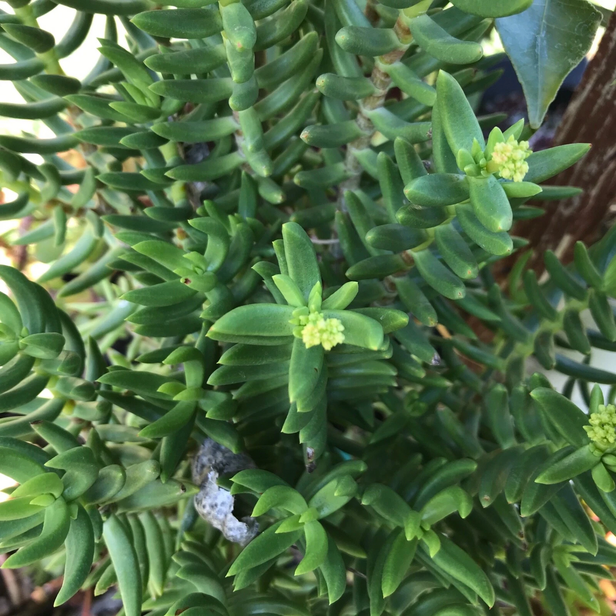 Crassula tetragona Mini Pine Tree Succulent Cuttings – Set of 4 Unrooted Cuttings