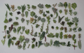 100 Mixed Succulent Cuttings - 25 Varieties | JIIMZ Collection