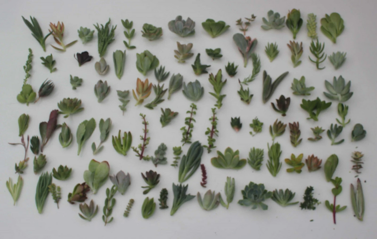 100 Mixed Succulent Cuttings - 25 Varieties | JIIMZ Collection