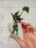 Shangri Ooh La La Coleus – Rooted Cuttings, Multicolor Foliage