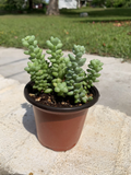 Sedum Burrito Burro’s Tail – 2 Rooted Pots (3.5") | Trailing Succulent