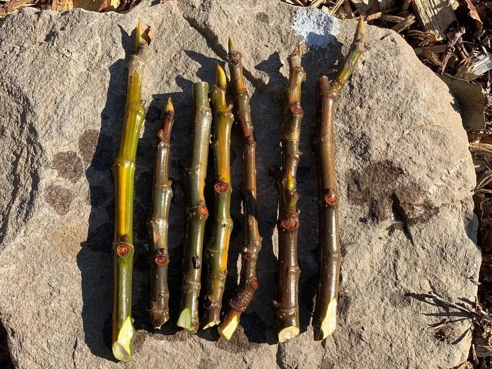 Wilson’s Coyote Rainbow Fig - 3 Unrooted Cuttings (Ficus carica) Rare Variety