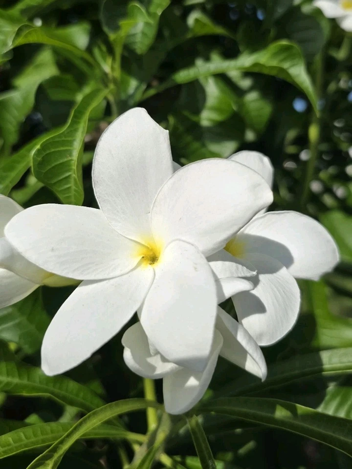 White Plumeria Cuttings 8–12" Fresh Frangipani Stems for Rooting