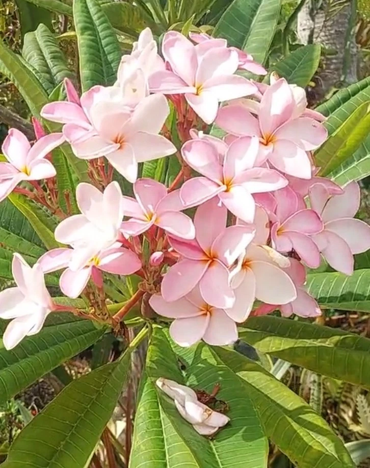 Pink Plumeria Cutting – 10" Fresh Hawaiian Frangipani Stem, Pastel Pink Blooms