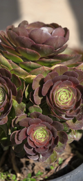 Aeonium 'Halloween' Unrooted Cutting – Rare Succulent Rosette, Dark Foliage