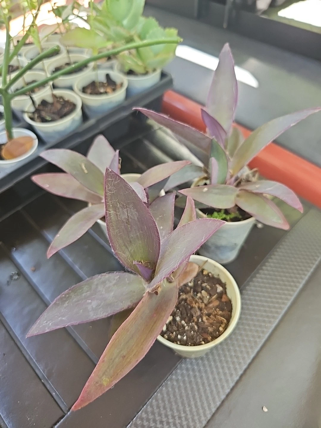 Purple Heart Plant (Tradescantia pallida) Starter Plant – Purple Foliage, Trailing Wandering Jewel