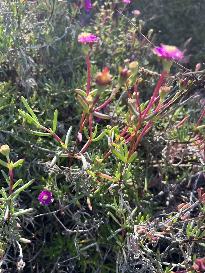 Creeping Ice Plant Cuttings 12pcs | Delosperma Purple/Pink Ground Cover
