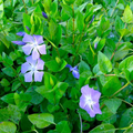 Vinca Major (Periwinkle) Rooted Cuttings – 10 Live Purple-Flower Groundcover Vines 15–20"