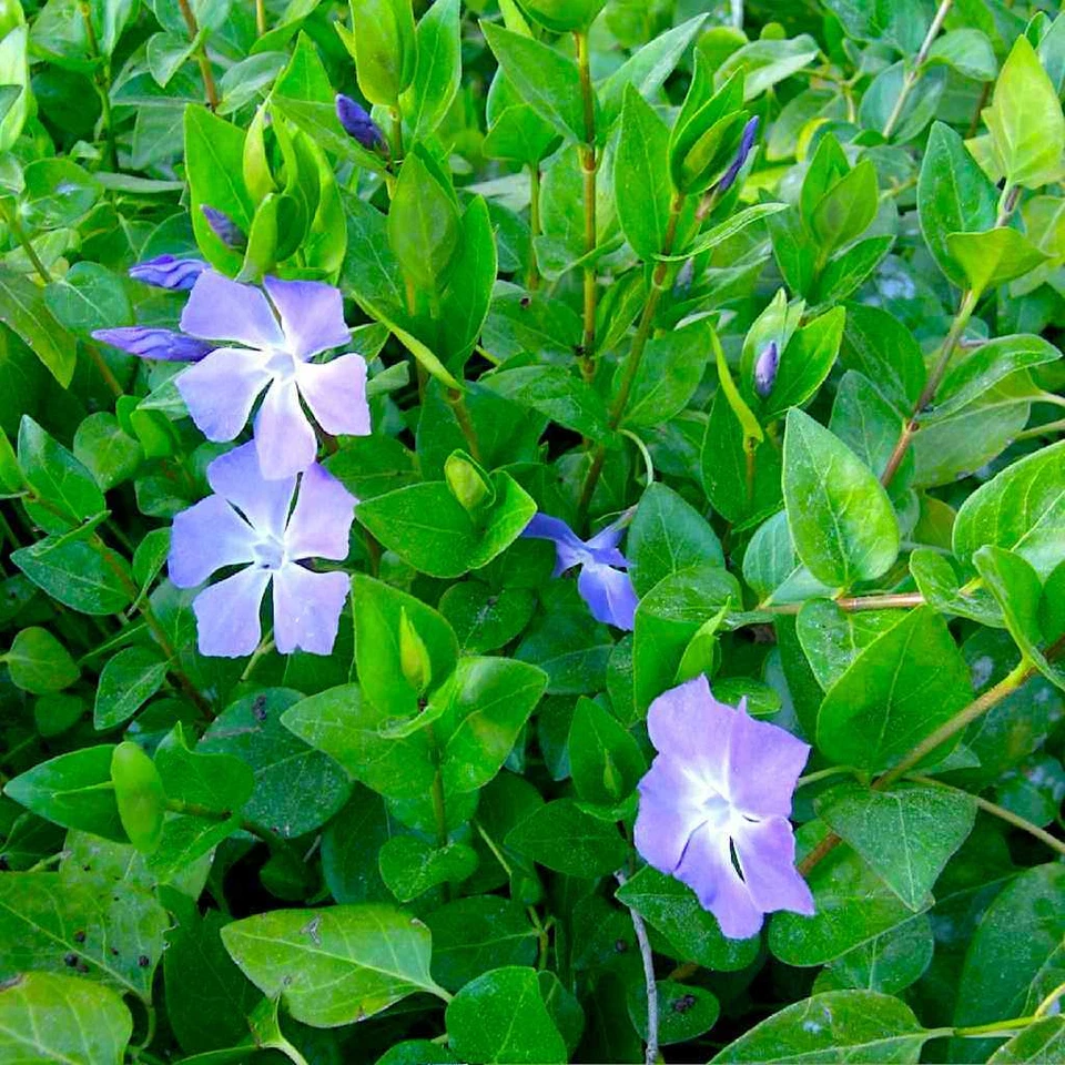 Vinca Major (Periwinkle) Rooted Cuttings – 10 Live Purple-Flower Groundcover Vines 15–20"