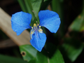 Commelina cyanea Spiderwort Cuttings — Fresh Unrooted Trailing Houseplant