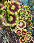 Rare Variegated Pelargonium Zonal Geranium - 6-Inch Live Starter Cutting