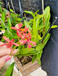 Epidendrum radicans Pink Reed-Stem Orchid Rooted Cutting