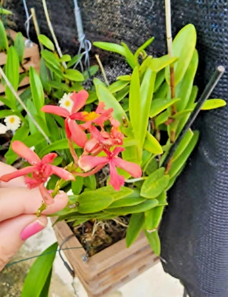 Epidendrum radicans Pink Reed-Stem Orchid Rooted Cutting