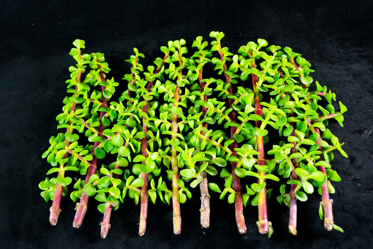Portulacaria afra Elephant Bush Cuttings – 30 Healthy Starter Stem Cuttings