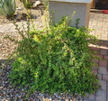 Portulacaria afra Mammoth Cuttings - 5 Stem Starter Lot for Rooting