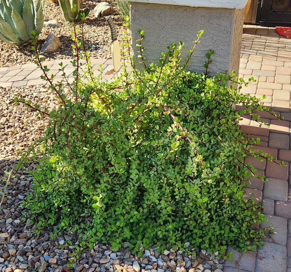 Portulacaria afra Mammoth Cuttings - 5 Stem Starter Lot for Rooting