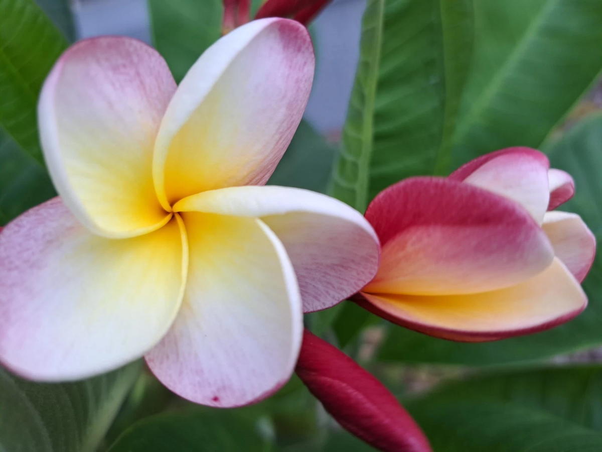 Plumeria rubra Frangipani Cuttings (2) 10–12" Unrooted – Tropical Flowering Plant for Propagation