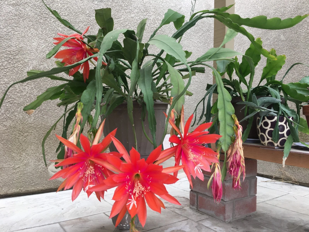 Epiphyllum Orange Swirl Cuttings – 4 Unrooted 7–8
