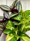 20 Rooted Pothos & Tradescantia Zebrina Cuttings – Ready to Plant Indoor Vines