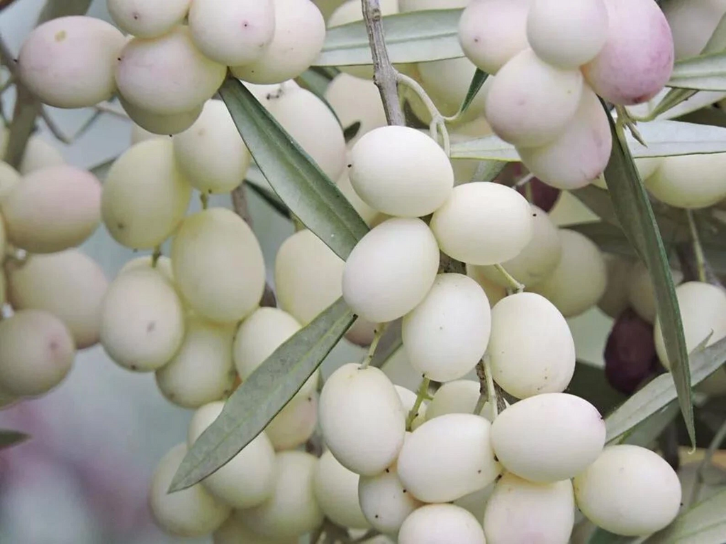 White Olive Tree Cuttings – 3 Pack Olea europaea for Rooting or Grafting