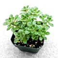 Aeonium Irish Bouquet – Live 2" Planter Aeonium lindleyi var. viscatum Succulent