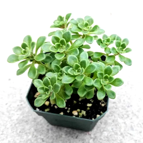 Aeonium Irish Bouquet – Live 2" Planter Aeonium lindleyi var. viscatum Succulent