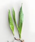 Snake Plant Rooted Set - Sansevieria Dracaena trifasciata Starter Plants