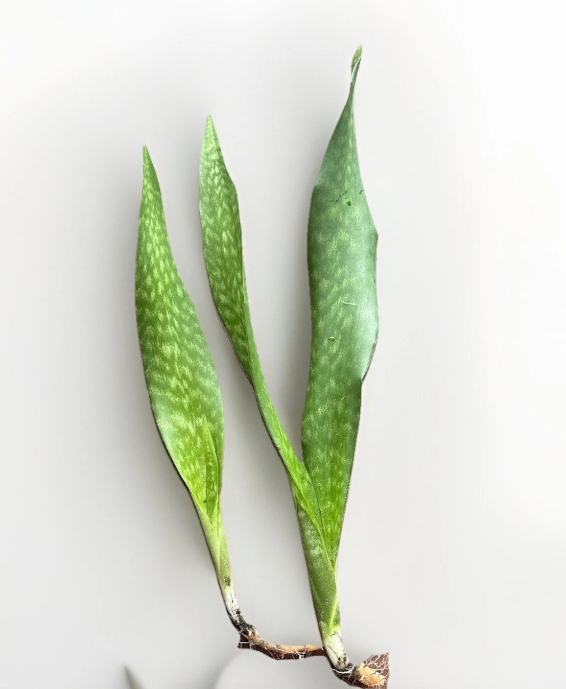 Snake Plant Rooted Set - Sansevieria Dracaena trifasciata Starter Plants