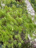 Japanese Dwarf Maple Tree Cuttings – 6 Fresh 6-Inch Cuttings for Rooting & Grafting