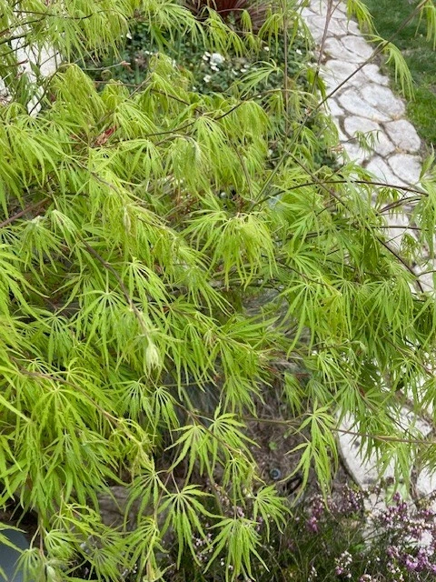 Japanese Dwarf Maple Tree Cuttings – 6 Fresh 6-Inch Cuttings for Rooting & Grafting