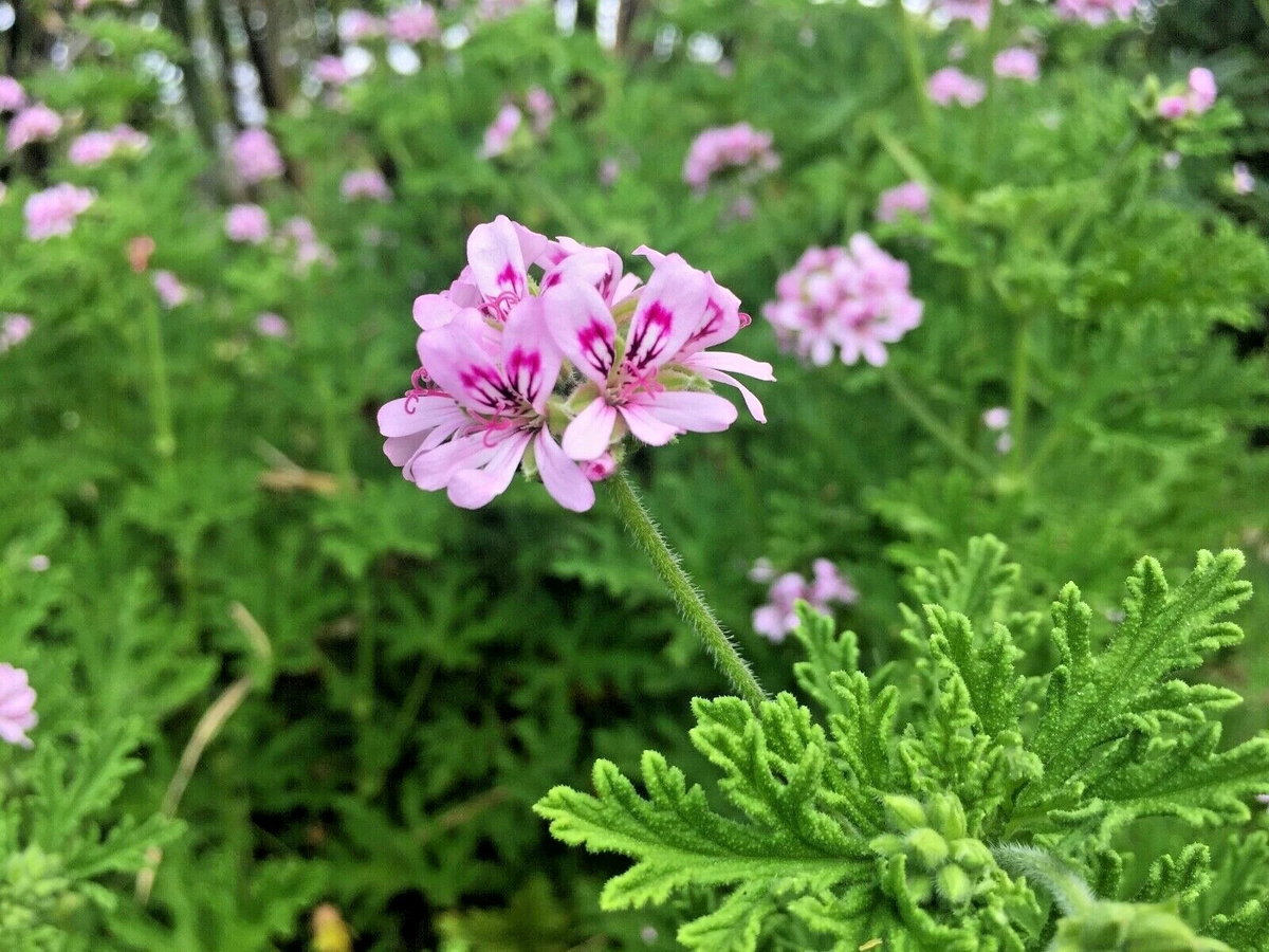 Citronella Pelargonium Cuttings – 3 Lemon-Scented Geranium Stems, Pink Flowers